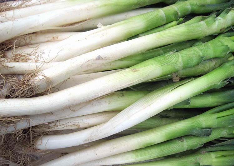 切开的铁杆大葱特写展示内部结构