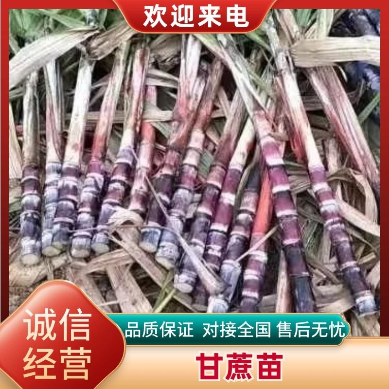 广西甘蔗苗成活率高对接全国市场量大从优欢迎采购
