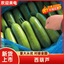 拱棚绿皮西葫芦，条形好，颜色绿，0.7～1.1斤，产地直