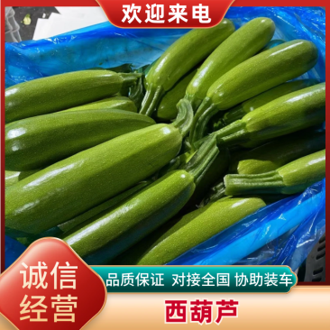 工棚绿皮西葫芦0.6~1.1斤,,供应商超,市场,电商
