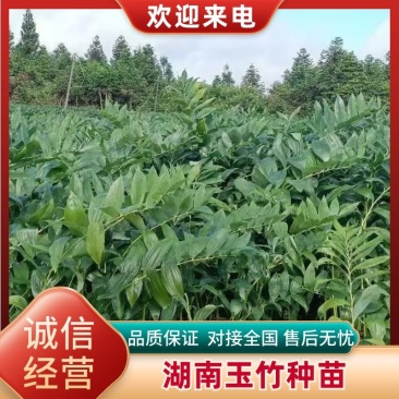 湖南邵阳玉竹种苗高海拔湘玉竹种苗存活率高欢迎订购