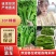 【热卖中】301尖椒山东鲜辣椒产地对接电商批发市场