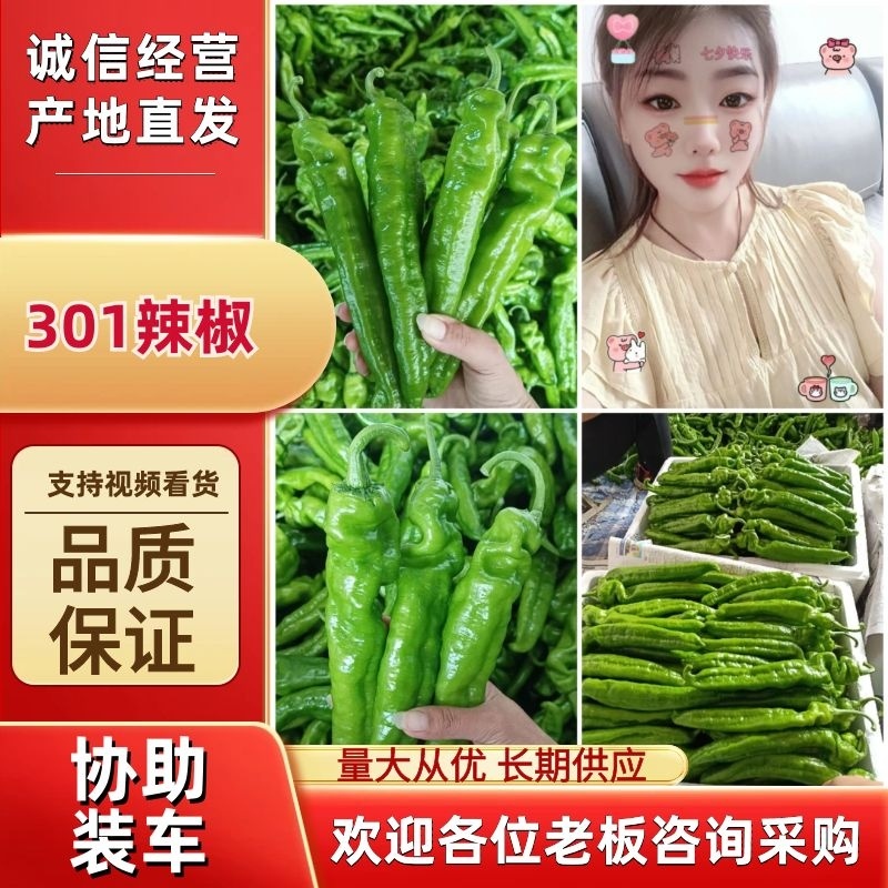 【热卖中】301尖椒山东鲜辣椒产地对接电商批发市场