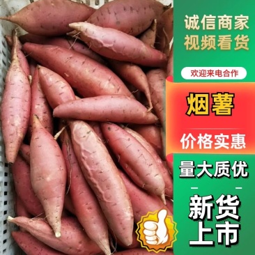 河北烟薯25香甜软糯产地发货量大优惠规格齐全欢迎咨询