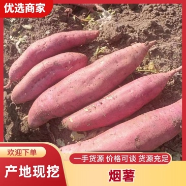 河北烟薯批发蜜薯产地一手货源全国发货规格齐全