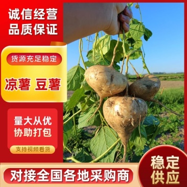 凉薯豆薯白地瓜支持视频看货，可发往全国市场！