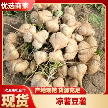 凉薯//湖北凉薯精品货源产地直发商超品质