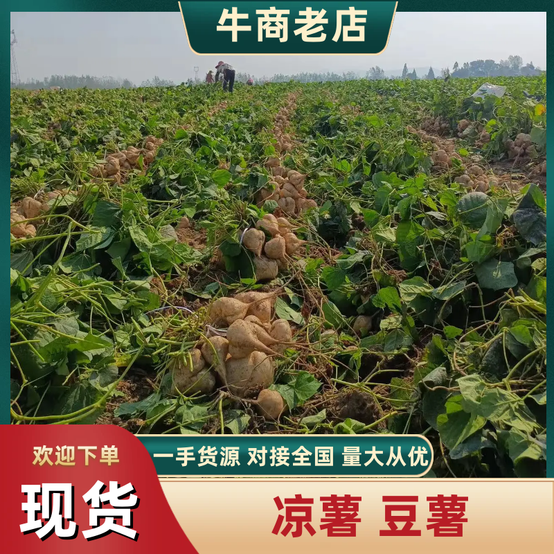【凉薯】白地瓜豆薯产地视频看货量大货源充足