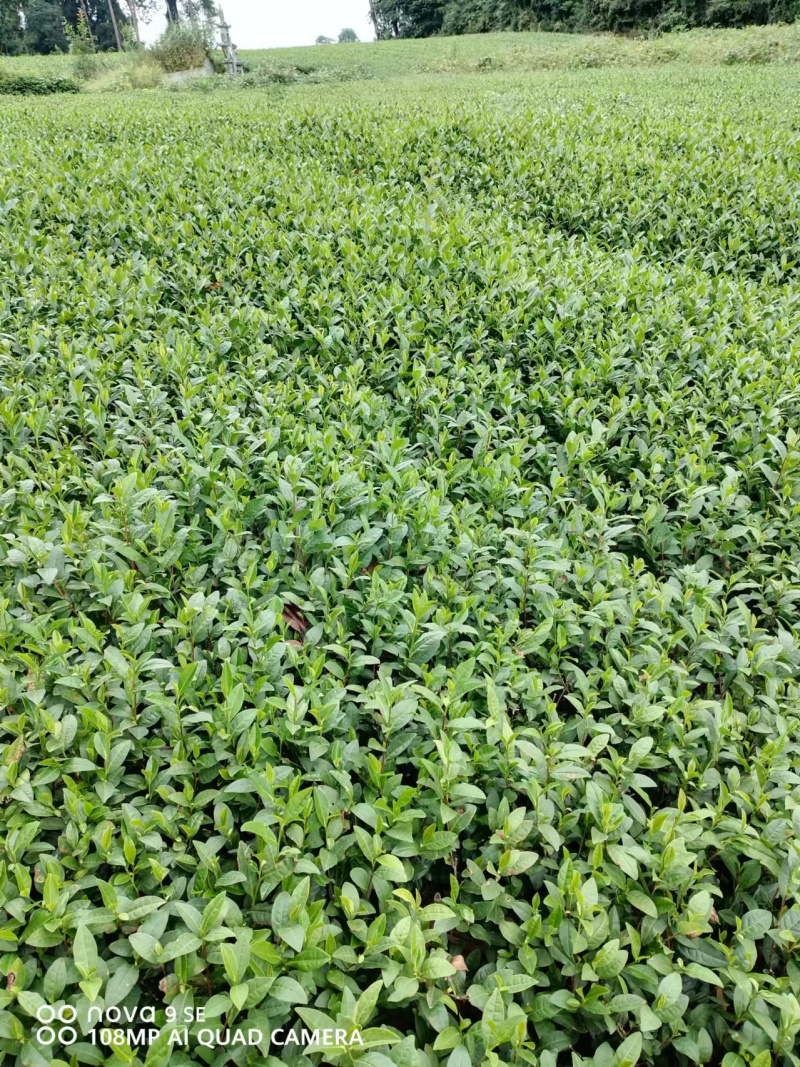 精品茶树苗安吉白茶保真报量正品直发欢迎选购