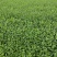 蒙山九号茶苗2024新货保质保量欢迎选购