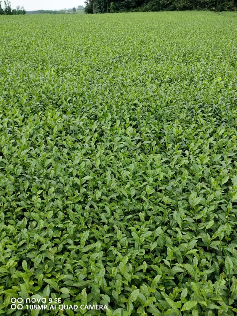 蒙山九号茶苗2024新货保质保量欢迎选购