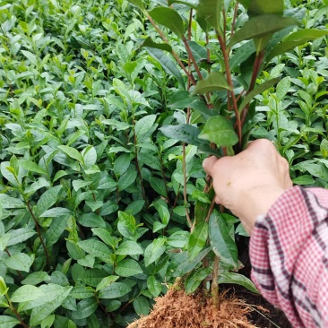 蒙山九号茶苗2024新货保质保量欢迎选购