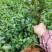 蒙山九号茶苗2024新货保质保量欢迎选购