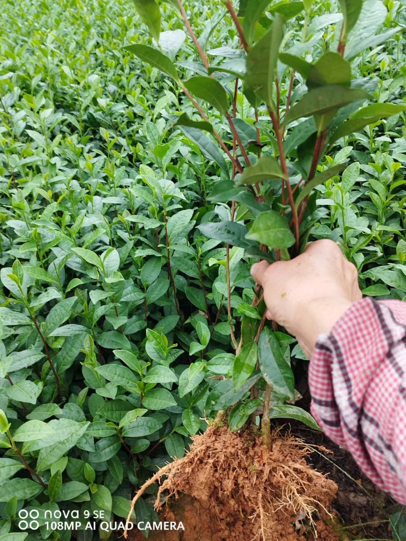 蒙山九号茶苗2024新货保质保量欢迎选购