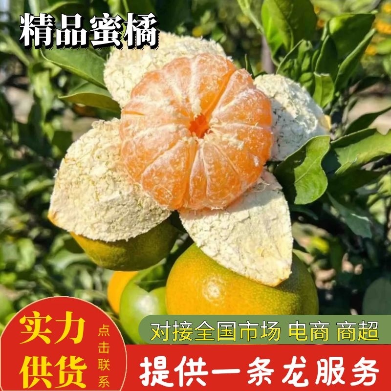 蜜桔湖北蜜橘大量供应皮薄多汁量大从优欢迎来电咨询