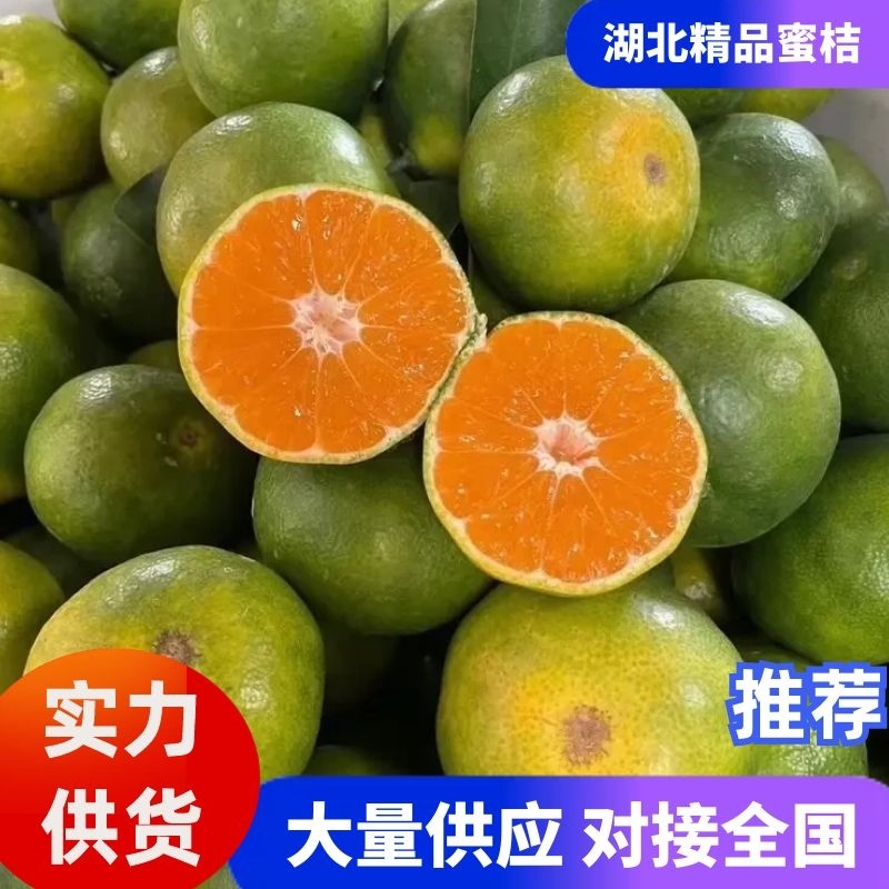【湖北蜜橘】湖北柑桔现摘现发提供一条龙服务欢迎咨询
