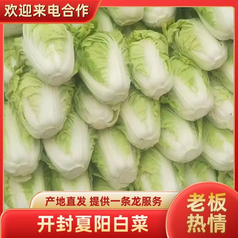 开封夏阳白菜，小颗2到4货源充足全国发货视频看货量大从优
