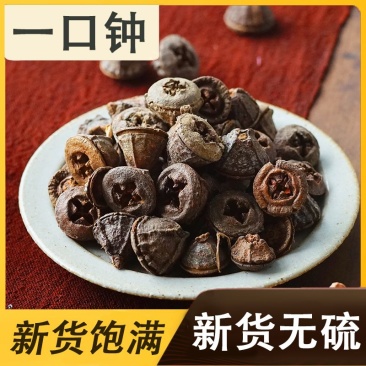 一口钟桉树果厂家直供量大从优全场包邮