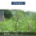 益母草野生产地益母草货干无杂质***量大从优品质