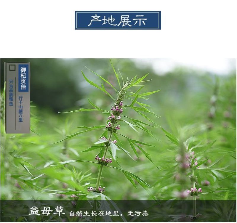 益母草野生产地益母草货干无杂质***量大从优品质