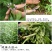 益母草野生产地益母草货干无杂质***量大从优品质