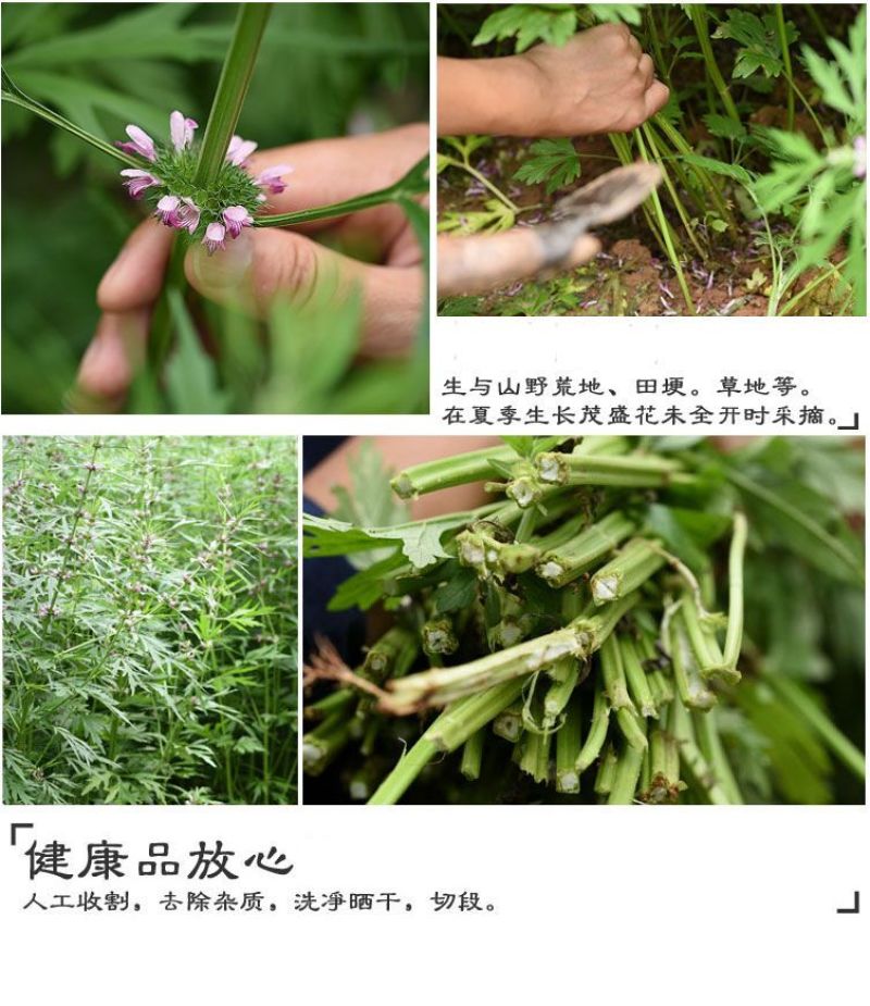 益母草野生产地益母草货干无杂质***量大从优品质