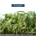 薏米薏米仁贵州小粒薏米仁炒薏米质量保证量大从优