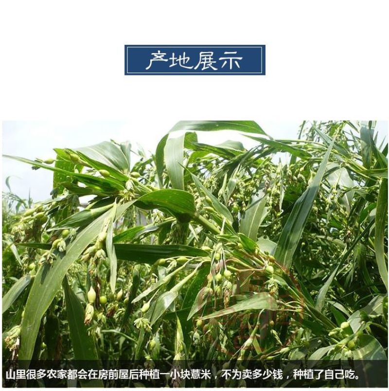 薏米薏米仁贵州小粒薏米仁炒薏米质量保证量大从优