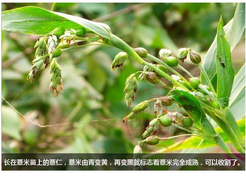 薏米薏米仁贵州小粒薏米仁炒薏米质量保证量大从优