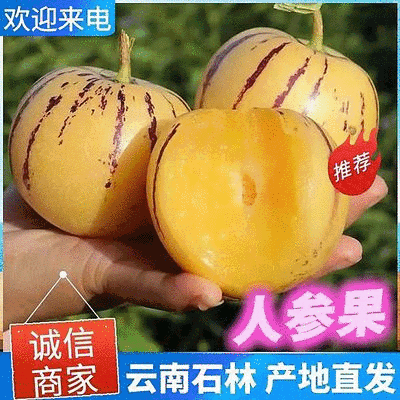 石林基地直供精品人参果货源充足货源稳定品质保证