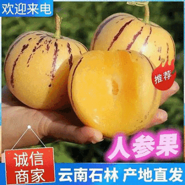 云南人参果石林人参果供应，基地直供，量大从优，欢迎选购