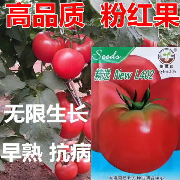 精选L402粉果番茄种子早熟无限生长抗病粉红圆果