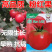 精选L402粉果番茄种子早熟无限生长抗病粉红圆果