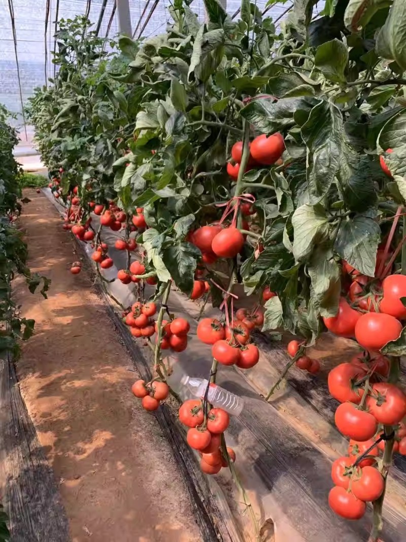 精选L402粉果番茄种子早熟无限生长抗病粉红圆果