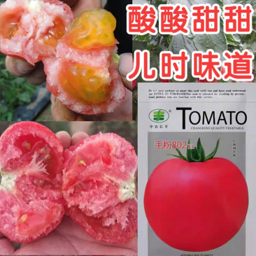 毛粉802番茄种子经典老品种薄皮沙瓤农科所育成