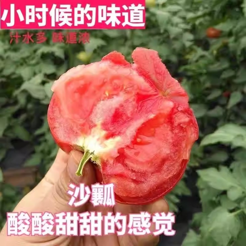 毛粉802番茄种子经典老品种薄皮沙瓤农科所育成