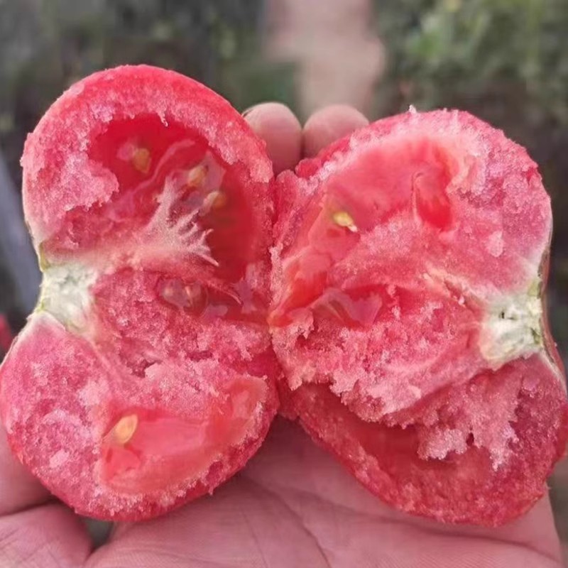 毛粉802番茄种子经典老品种薄皮沙瓤农科所育成