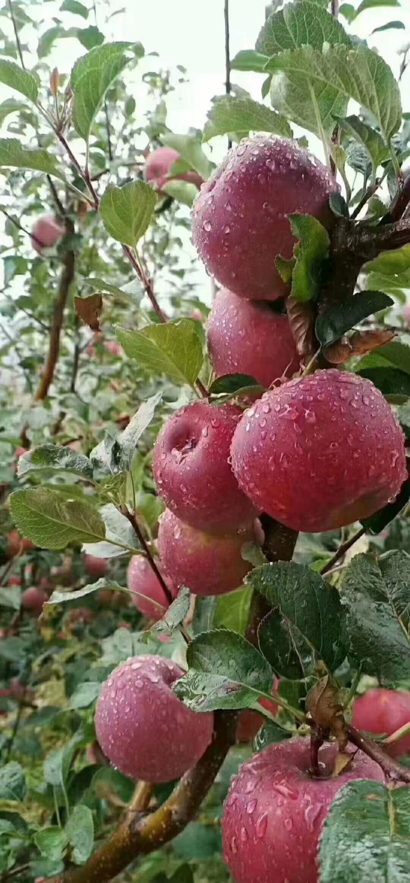 红富士苹果新鲜苹果产地直发一手货源交通便利免费看货
