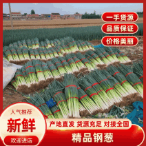 河南钢葱大量供应中，要了联系，代发全国。