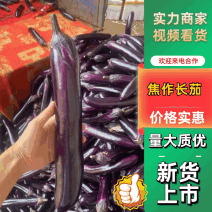 【实力推荐】河南焦作紫光长茄广茄大量上市中对接加工厂电商