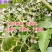 千禧口感小番茄/厂家直发/量大价优/抗病毒长势旺口感好
