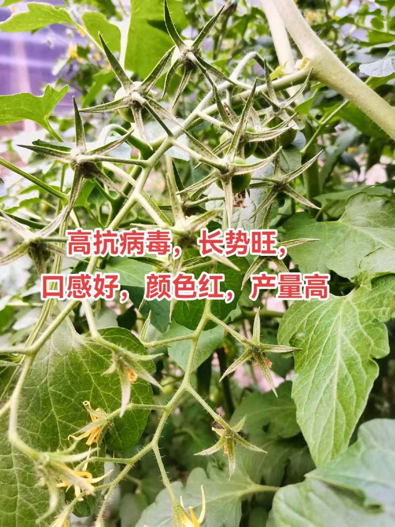 千禧口感小番茄/厂家直发/量大价优/抗病毒长势旺口感好