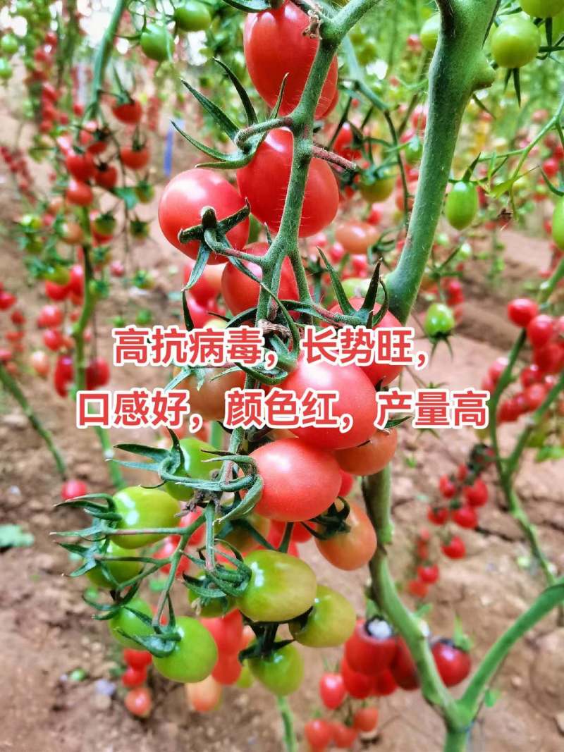千禧口感小番茄/厂家直发/量大价优/抗病毒长势旺口感好