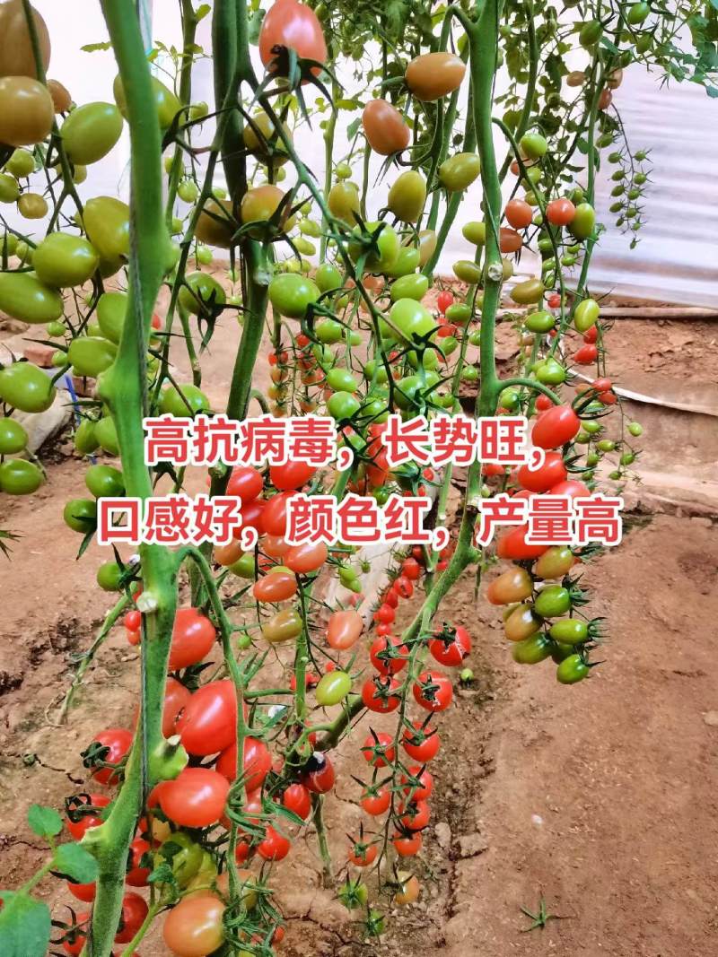 千禧口感小番茄/厂家直发/量大价优/抗病毒长势旺口感好