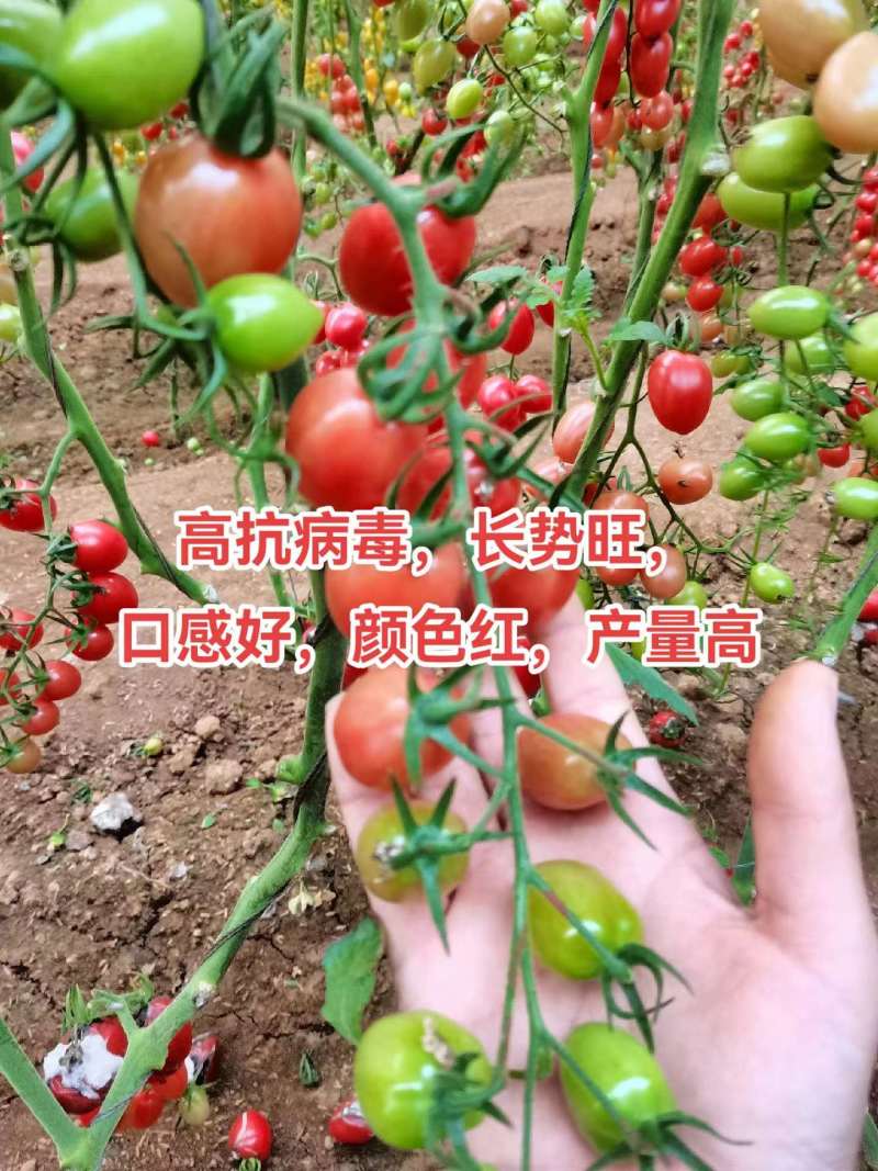 千禧口感小番茄/厂家直发/量大价优/抗病毒长势旺口感好