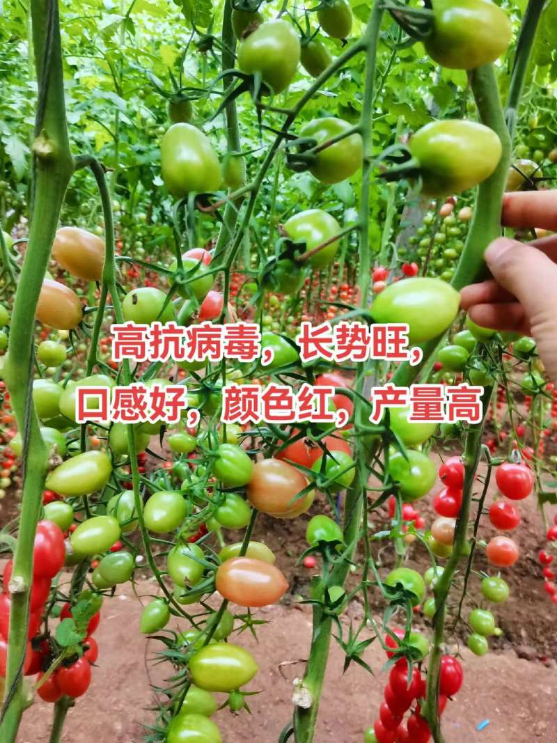 千禧口感小番茄/厂家直发/量大价优/抗病毒长势旺口感好
