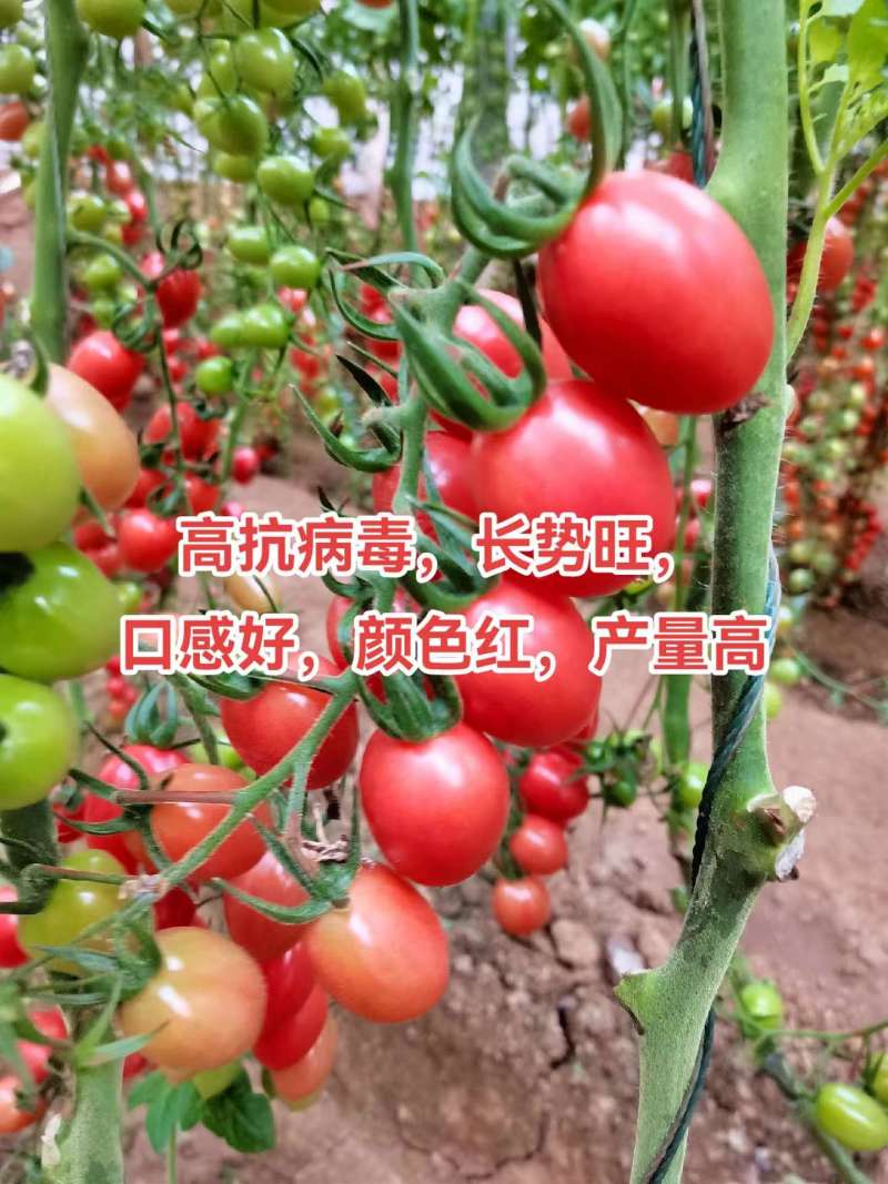 千禧口感小番茄/厂家直发/量大价优/抗病毒长势旺口感好
