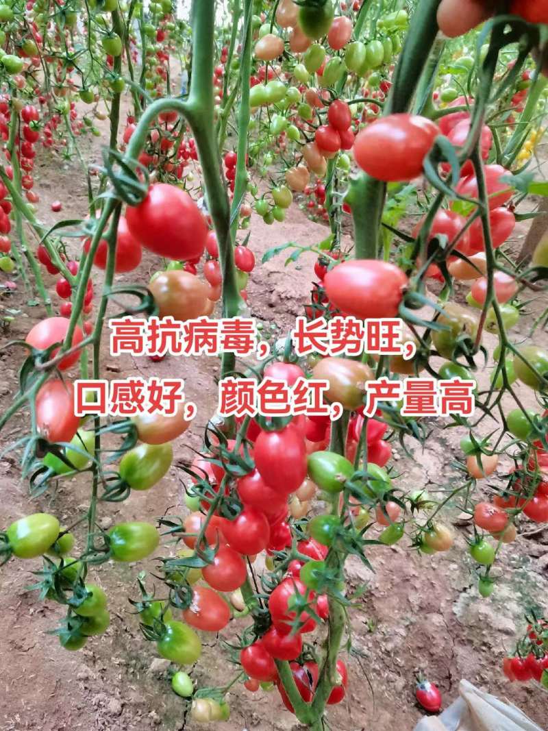 千禧口感小番茄/厂家直发/量大价优/抗病毒长势旺口感好