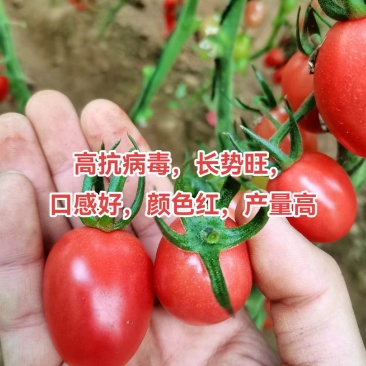 千禧口感小番茄/厂家直发/量大价优/抗病毒长势旺口感好