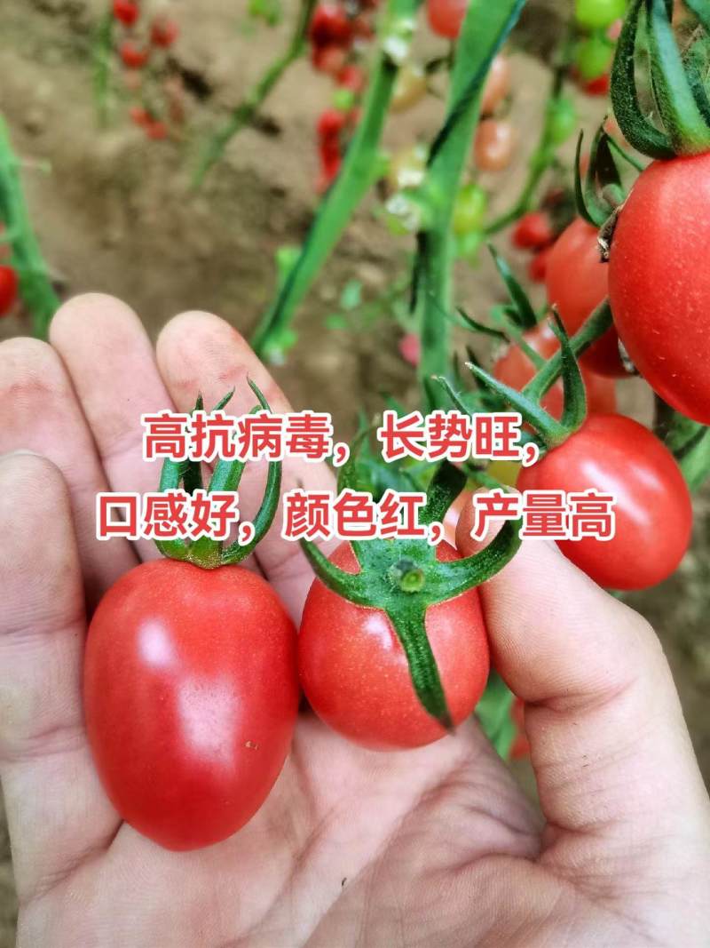 千禧口感小番茄/厂家直发/量大价优/抗病毒长势旺口感好